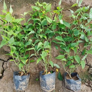 高度35厘米棣棠