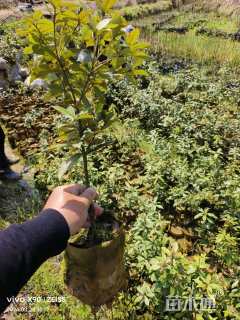 高度40厘米赤皮青冈