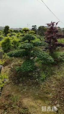 高度150厘米小叶女贞