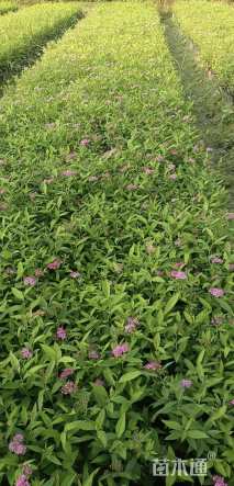 高度20厘米绣线菊