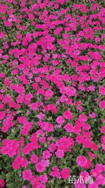 高度10厘米美女樱