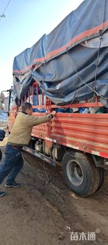 高度50厘米金叶石菖蒲