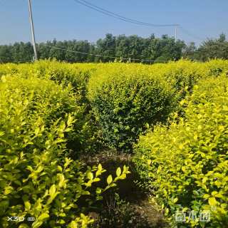 冠幅80厘米金叶女贞球