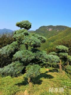 造型五针松