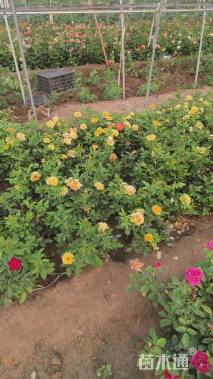 高度40厘米丰花月季