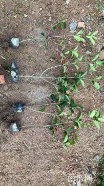 高度60厘米红叶石楠小苗