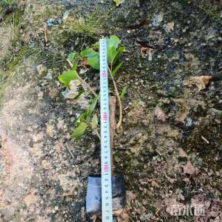 高度28厘米三角梅