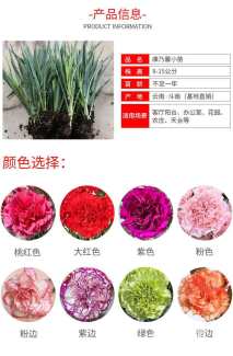 高度10厘米康乃馨