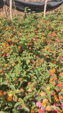 高度30厘米马缨丹