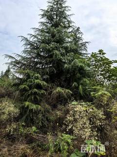 高度600厘米雪松
