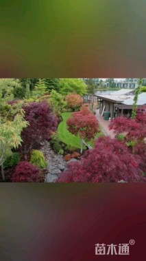 高度200厘米羽毛枫