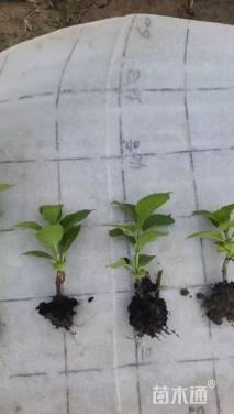 高度10厘米八仙花