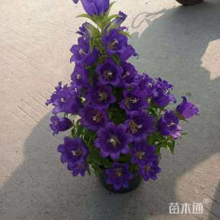 高度30厘米风铃草