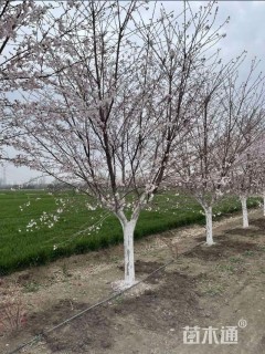 11公分染井吉野樱