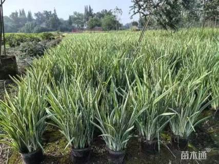 高度25厘米花叶玉蝉花