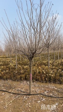 12公分冬红海棠