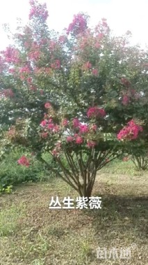 高度300厘米丛生紫薇