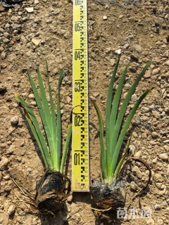 高度30厘米水生鸢尾