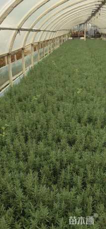 高度25厘米迷迭香