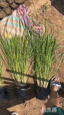 高度120厘米羽绒狼尾草