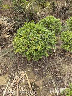 冠幅80厘米毛鹃球