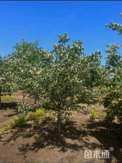 高度8厘米金银木