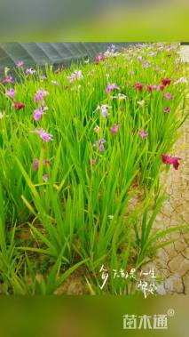 高度40厘米水生鸢尾