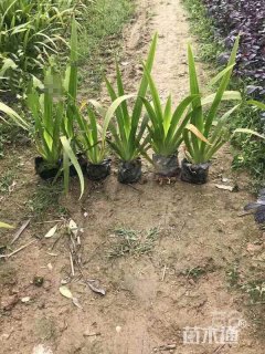 高度15厘米鸢尾