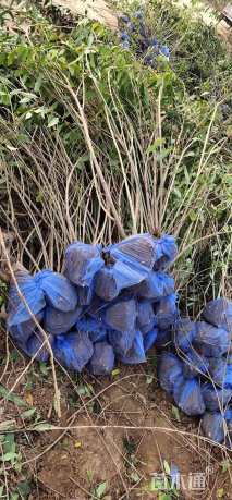 高度60厘米东北连翘