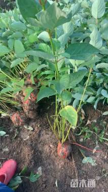 高度50厘米红瑞木