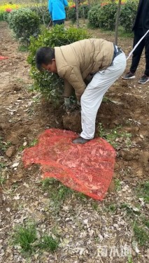 冠幅100厘米无刺枸骨球