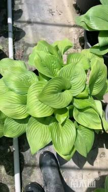 高度20厘米玉簪