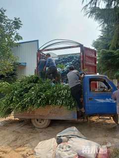 高度50厘米黄杨