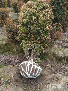 高度250厘米红叶石楠柱