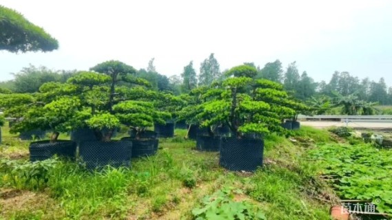 17公分造型台湾罗汉松