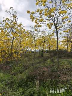 9公分黄花风铃木