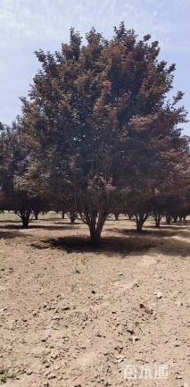 高度500厘米丛生紫叶李