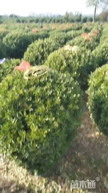 冠幅80厘米大叶黄杨球