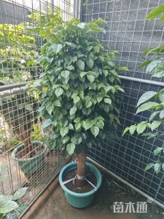 5公分海南菜豆树