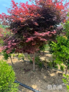 高度450厘米丛生鸡爪槭