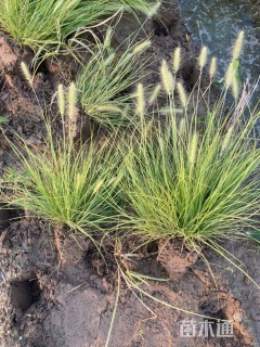 高度30厘米小兔子狼尾草