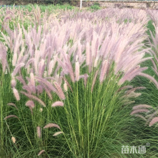 高度100厘米狼尾草