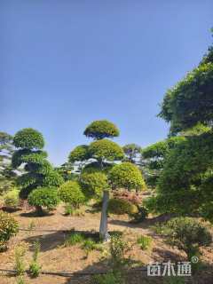 25公分造型榆树