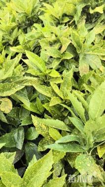 高度40厘米洒金珊瑚