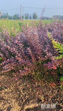高度100厘米红叶小檗