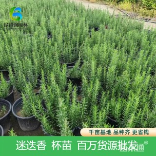高度35厘米迷迭香
