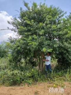 35公分朴树