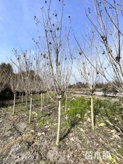 高度300厘米木芙蓉