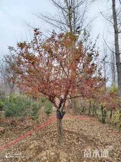 高度400厘米木绣球