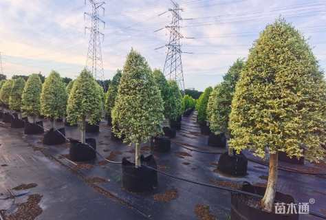 高度120厘米金姬小蜡